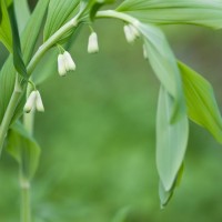 Garden Solomon's Seal